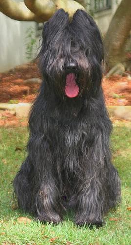 Briard