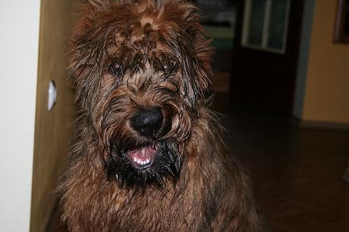 Briard