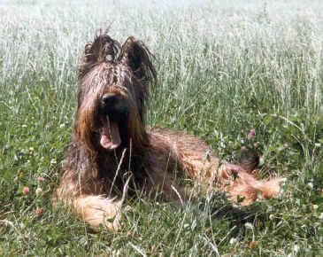 Briard