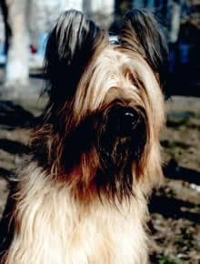 Briard