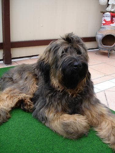 Briard