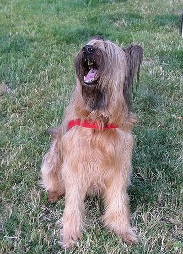 Briard