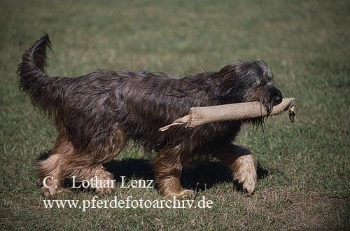 Briard