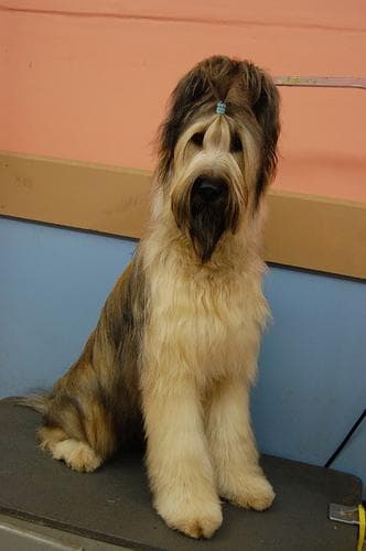 Briard