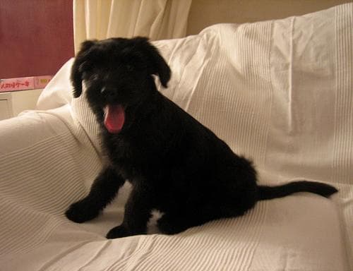 Briard