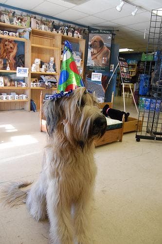 Briard