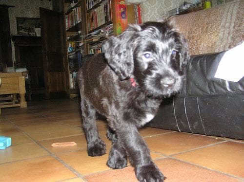 Briard