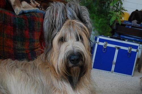 Briard