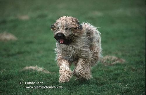 Briard