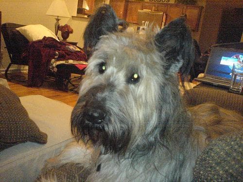 Briard