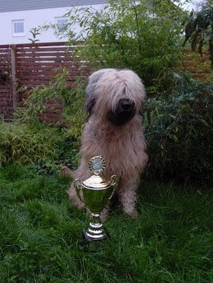 Briard