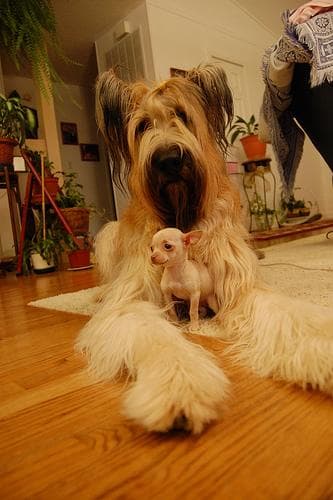 Briard
