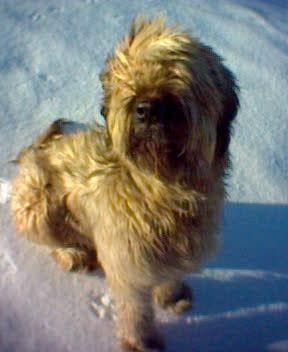 Briard