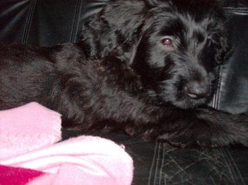 Briard