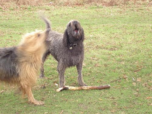 Briard