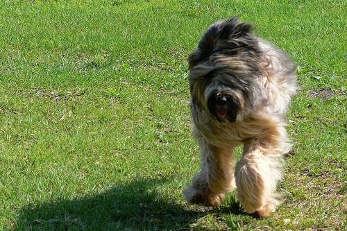 Briard