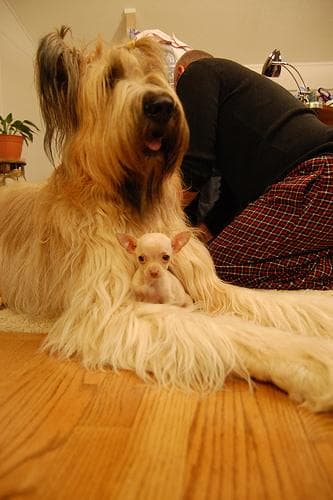 Briard