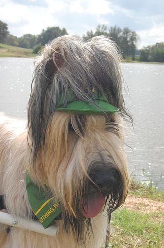 Briard