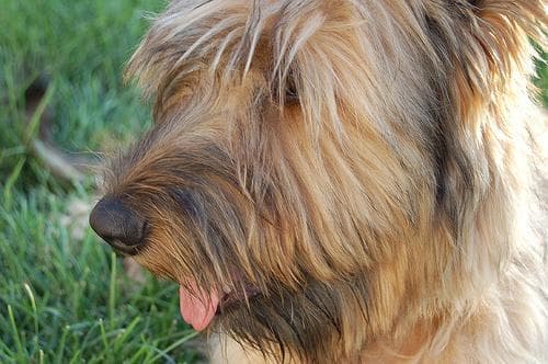 Briard