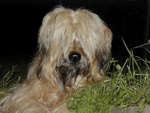 Briard