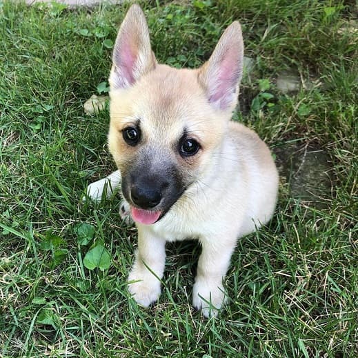 Norwegian Buhund