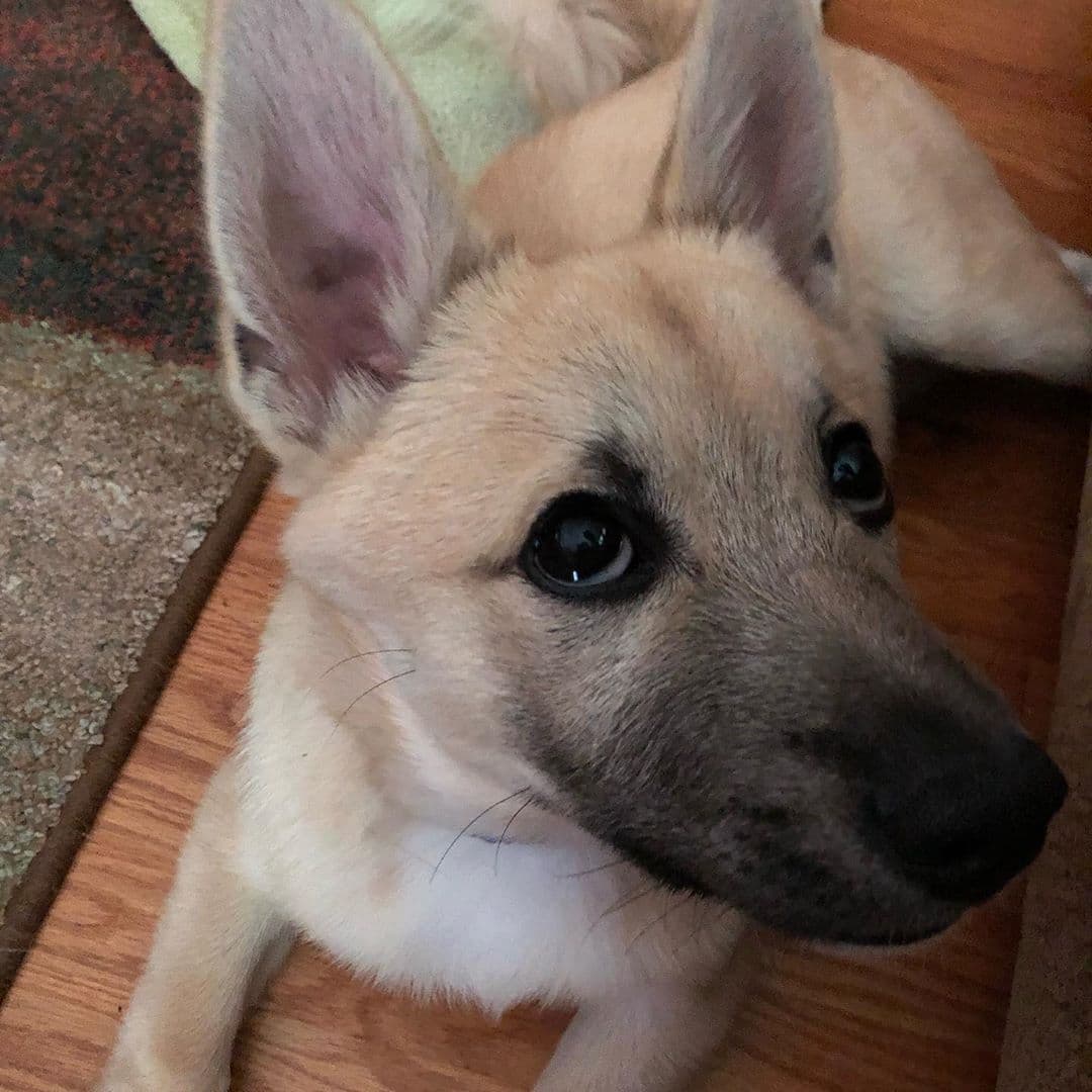 Norwegian Buhund