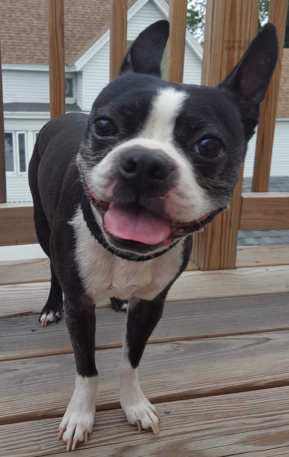 bulldog
