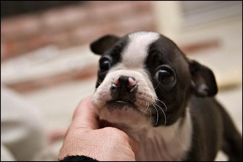 bulldog