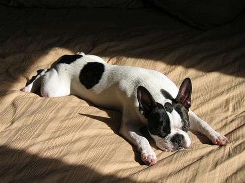 Boston Bulldog