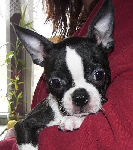 Boston Bulldog