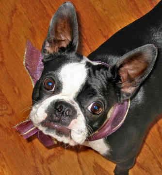 Boston Bulldog