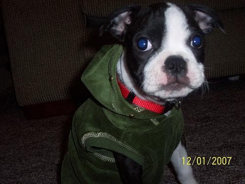 Boston Bulldog