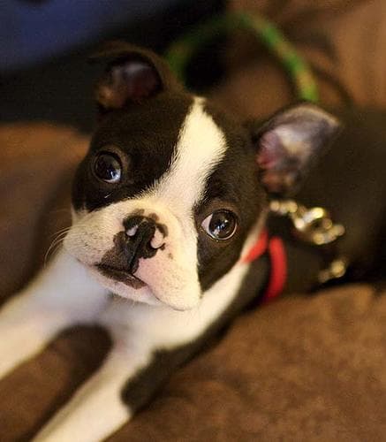Boston Bulldog