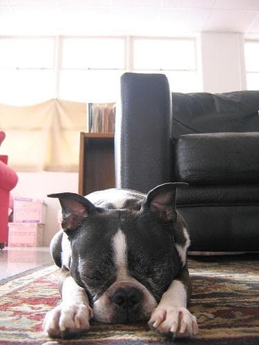 Boston Bulldog