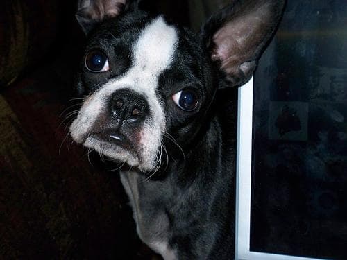 Boston Bulldog