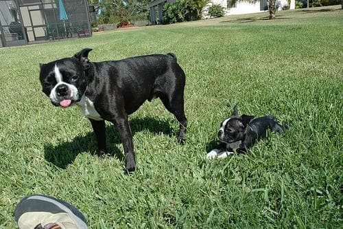 bulldog