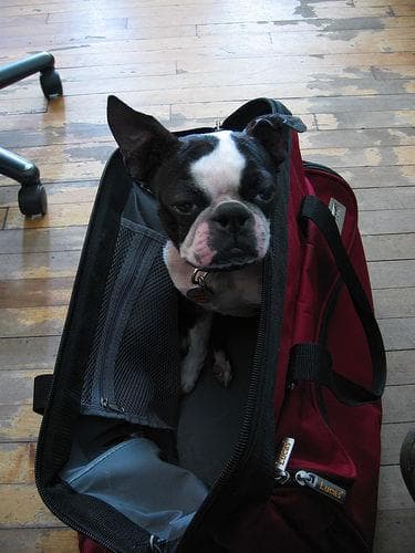 Boston Bulldog