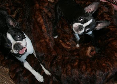 Boston Bulldog