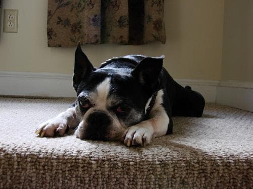 Boston Bulldog