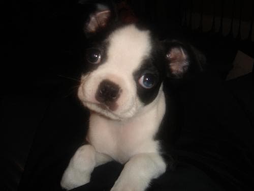 Boston Bulldog