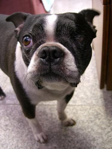 Boston Bulldog