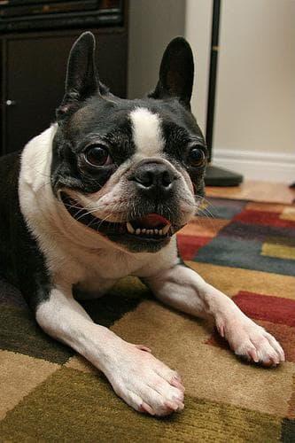 Boston Bulldog