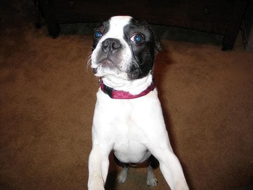 Boston Bulldog