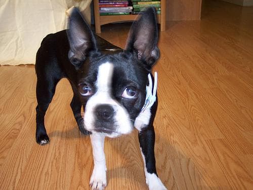 Boston Bulldog