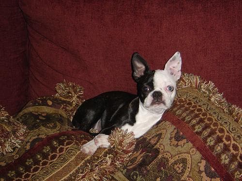 Boston Bulldog