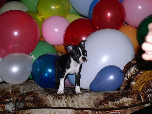Boston Bulldog