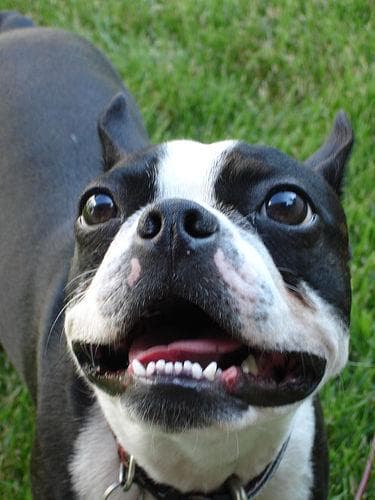 Boston Bulldog