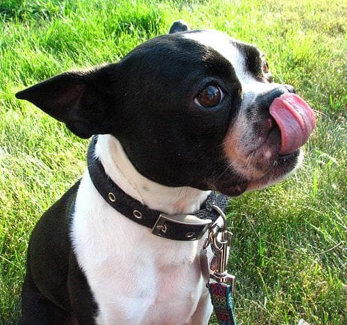 Boston Bulldog