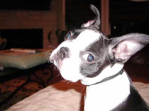 Boston Bulldog