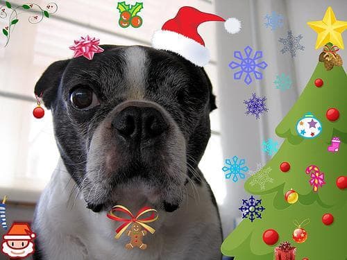 Boston Bulldog